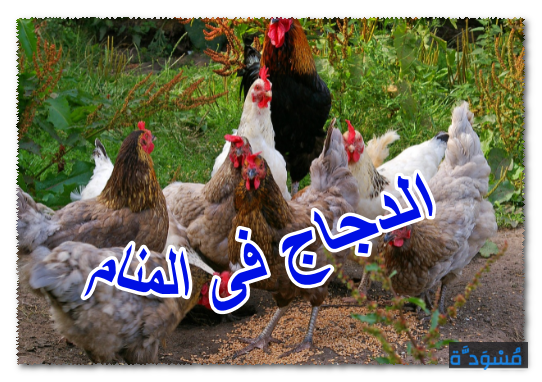 الدجاج فى المنام