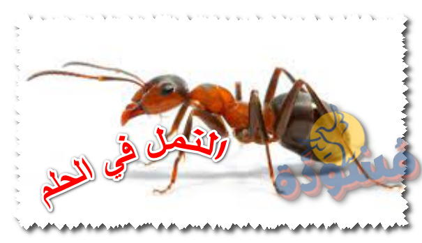 النمل في الحلم